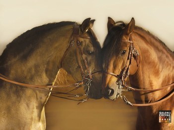 les chevaux
